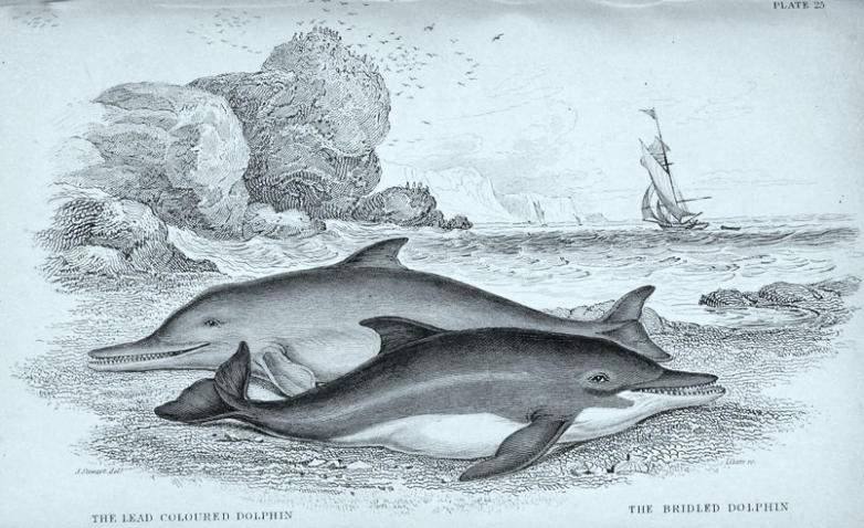 Indo-Pacific humpback dolphin