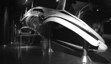 The fin whale preserved at Oltremare, Riccione’s marine theme park. 'Museologia Scientifica Memorie'